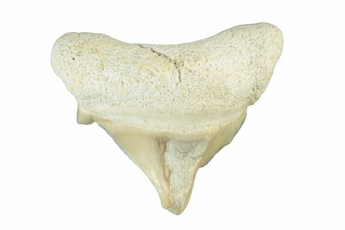 Pathological Otodus Shark Tooth - Morocco #252463